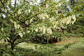 image of Handkerchief tree or Dove tree