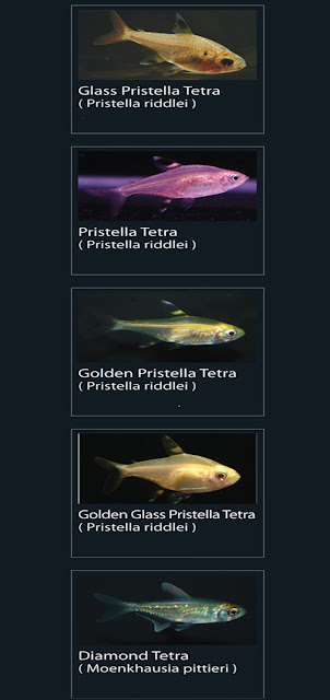 45. Golden glass pristella tetra  Nama Latin Pristella riddlei  46. Diamond Tetra  Nama Latin Moenkhausia pittieri 43. Glass Pristella tetra  Nama Latin Pristella riddlei  44. Golden Pristella tetra  Nama latin Pristella riddlei