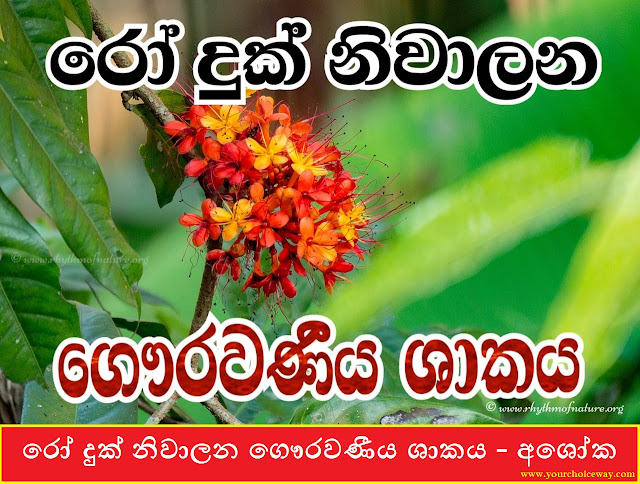 රෝ දුක් නිවාලන ගෞරවණීය ශාකය - අශෝක (Ashoka) - Your Choice Way