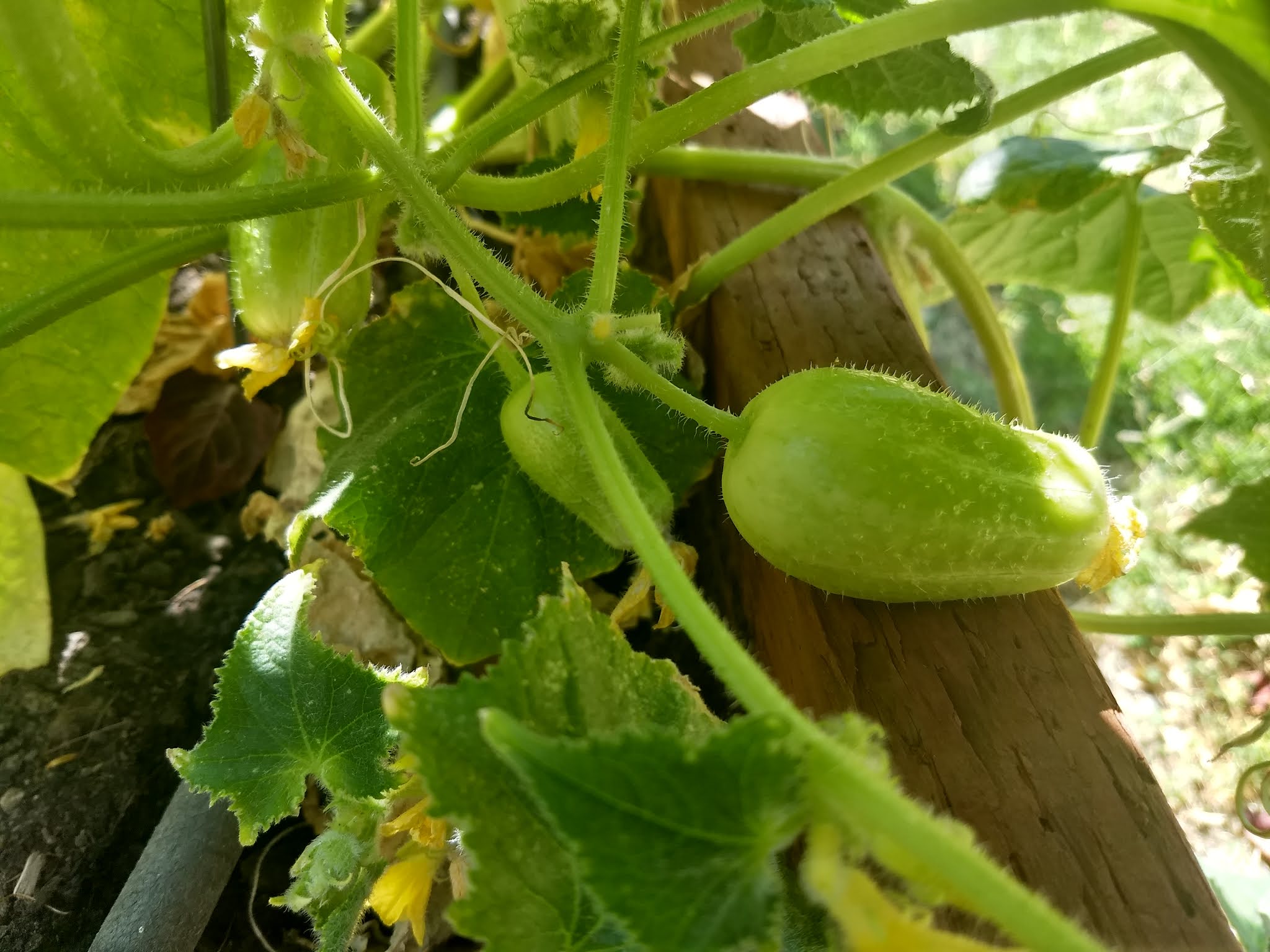 The Scientific Gardener The Crystal Apple Cucumber