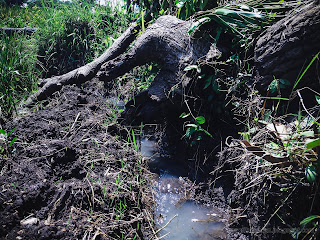 Natural Irrigation Water Channel And Dry Tree Trunks In The Rice Field At Ringdikit Village, North Bali, Indonesia