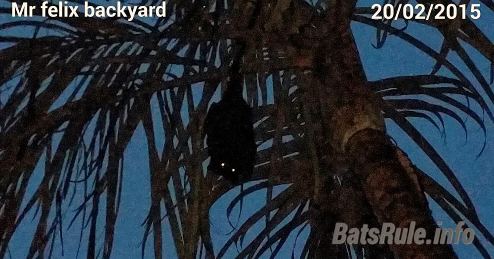 Backyard Megabat, Flying fox, Fruit bat, Bats N Wildlife cover image