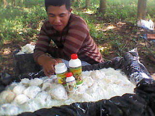 ditributor-nasakendal.blogspot.com jual pupuk nasa di ketapang kalbar