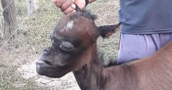 Nace Un Chivo Cara De Hombre En El Penon De Barahona Elpoderdelsur Com nace un chivo cara de hombre en el