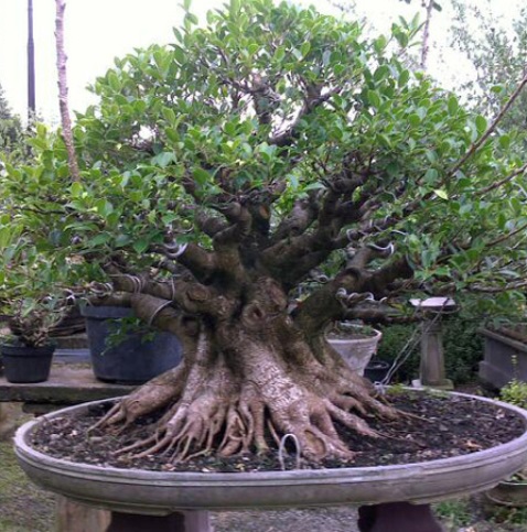 Bonsai Kimeng, Keindahan Tanaman Hias, Dan Harga Yang Lumayan
