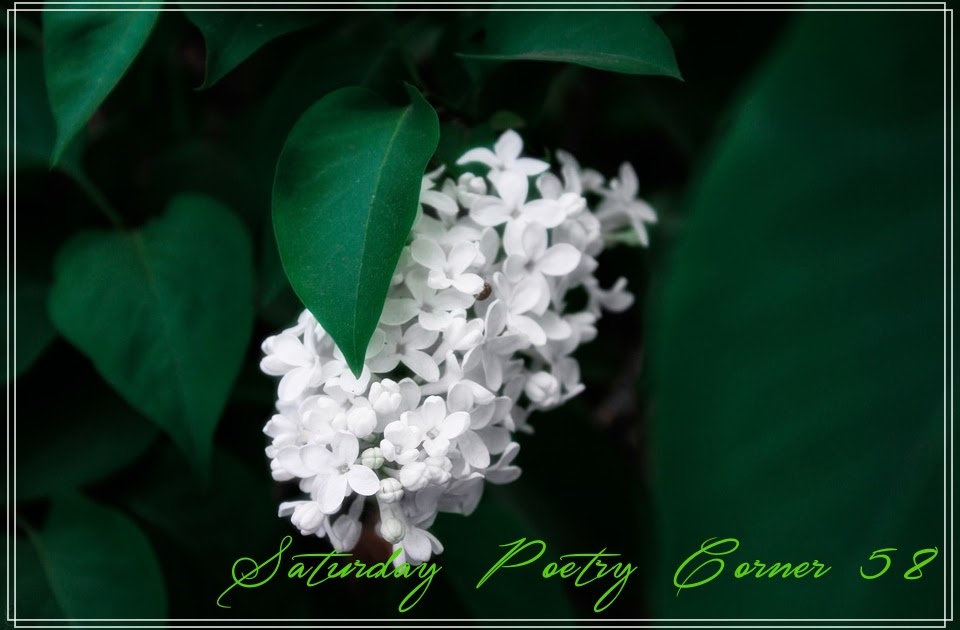 Asadal Saturday Poetry Corner 58 When Lilacs Last in the Dooryard Bloom’d