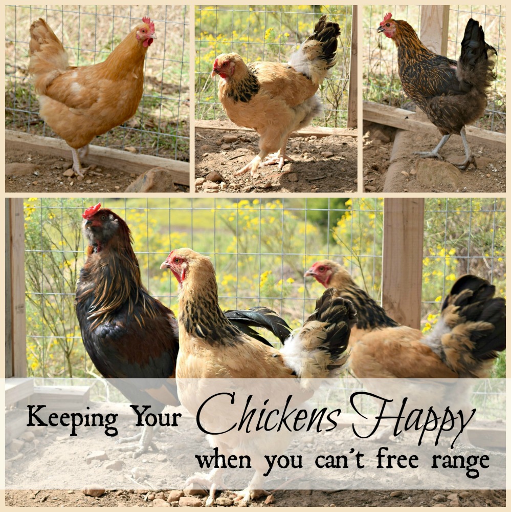 How to Keep Your Chickens Happy When You Can't Free Range Oak Hill