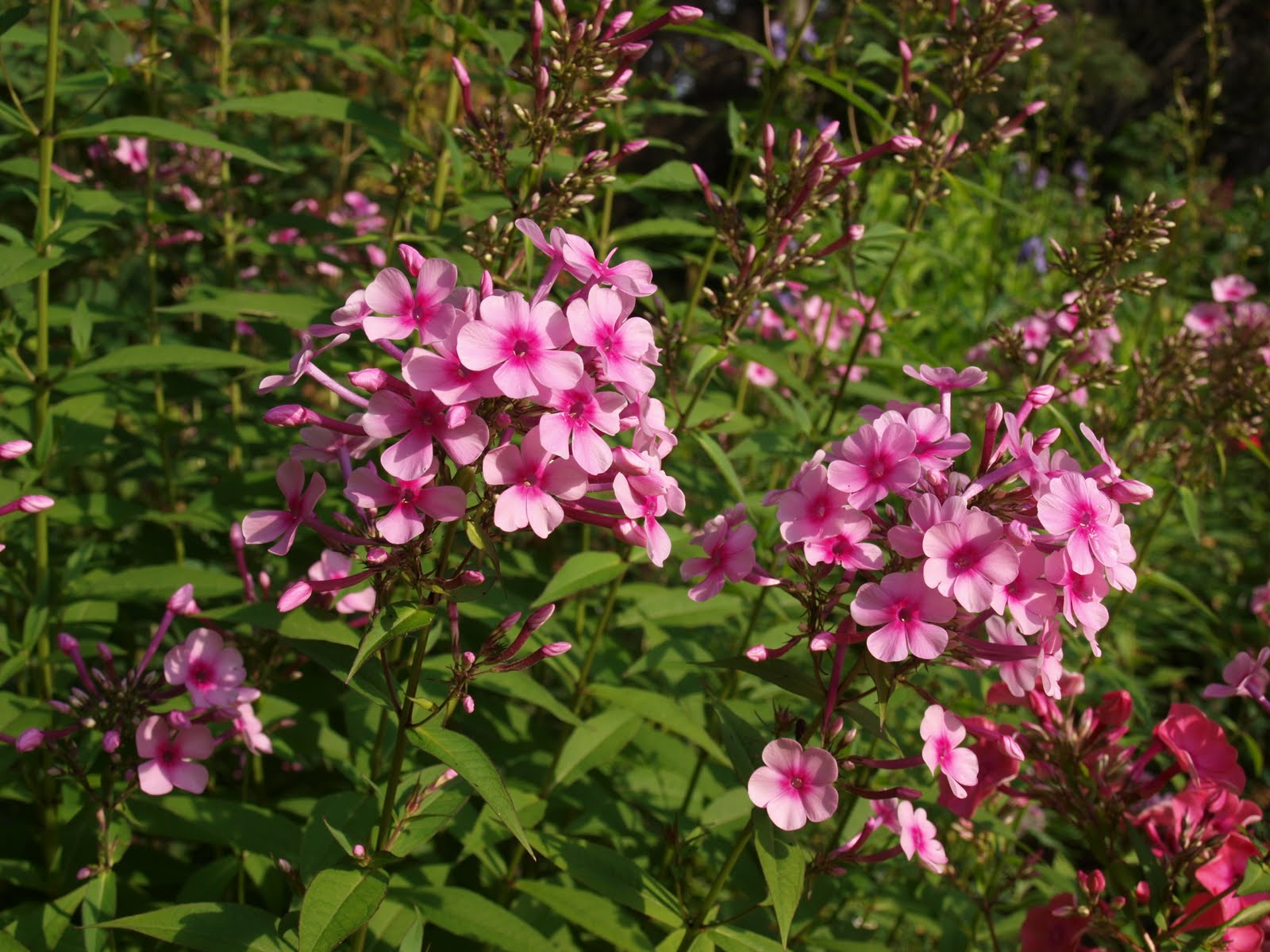 My Cottage Garden: Fertilizer Friday 'Flox'