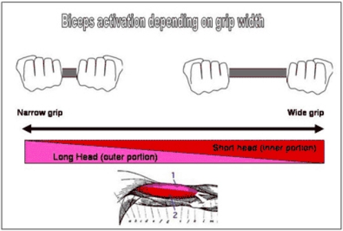 Long Head Biceps Exercise | Full Body Workout Blog