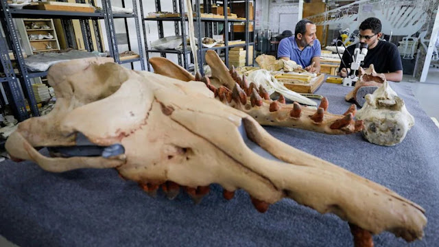 Ο Αbdullah Gohar, ερευνητής στο πανεπιστήμιο El Mansoura, εργάζεται για την συντήρηση του απολιθώματος 43 εκατομμυρίων ετών ενός άγνωστου μέχρι τώρα αμφίβιου τετράποδου είδους φάλαινας.