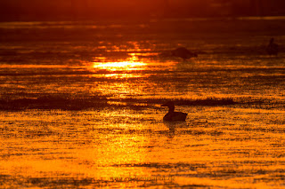 Wildlifefotografie Naturfotografie Dümmer See