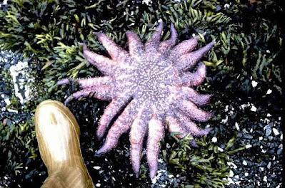 Sunflower Starfish Pycnopodia Helianthoides Sunflower Starfish Pycnopodia Helianthoides