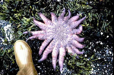 Sunflower Starfish Pycnopodia Helianthoides