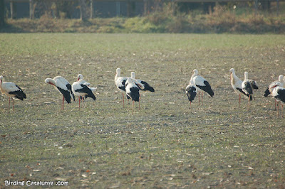 Cigonya (Ciconia ciconia)