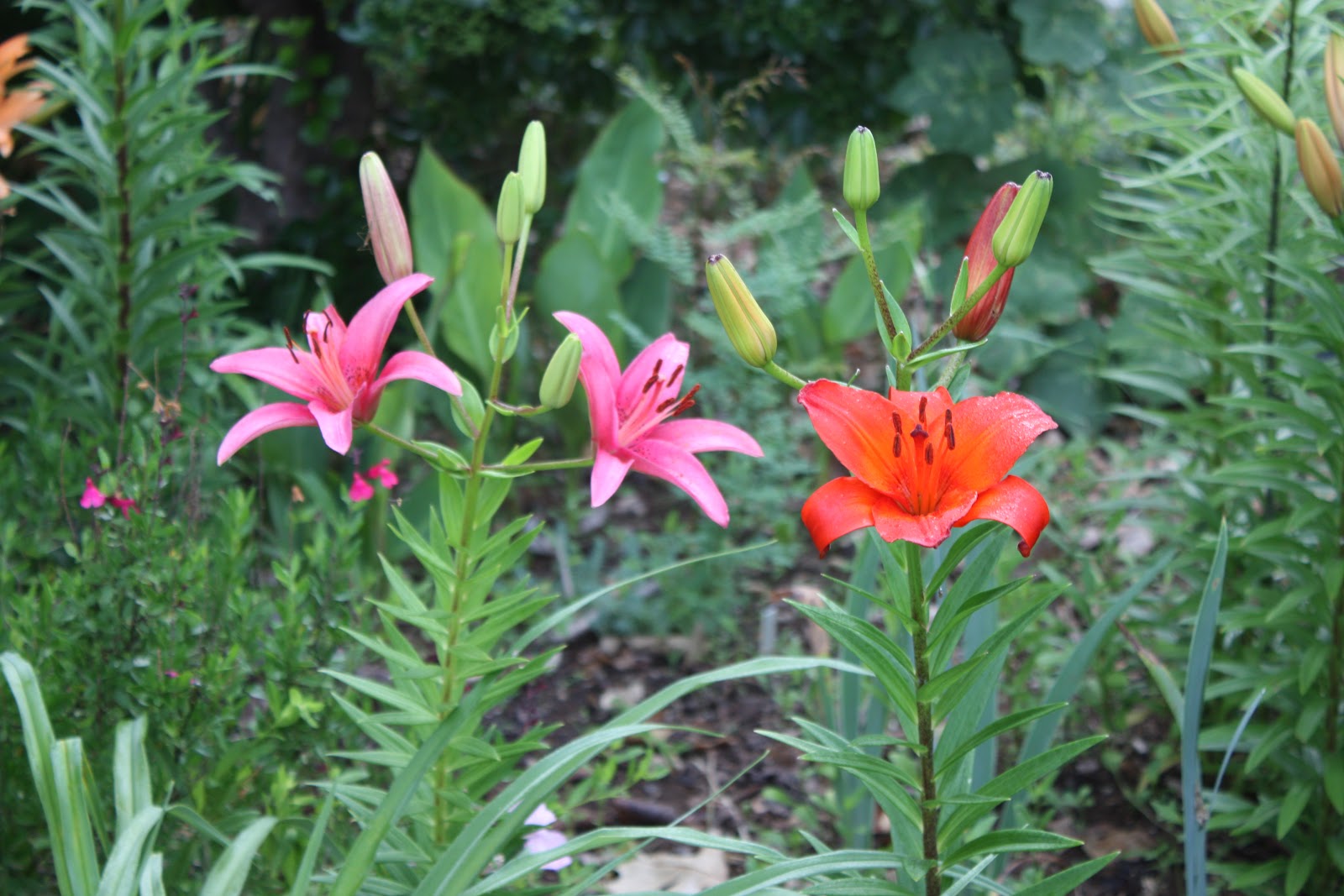 How to Scalee Lillies 