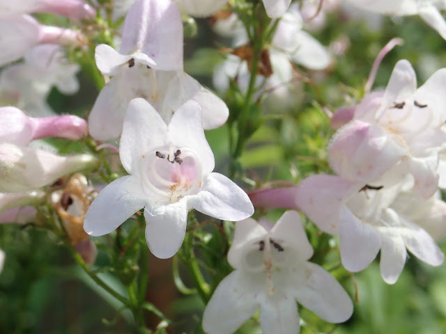 Penstemon digitalis closeup