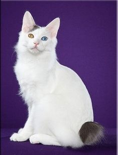 5 Pics Of Japanese Bobtail Cats Which Can Brighten Your Day