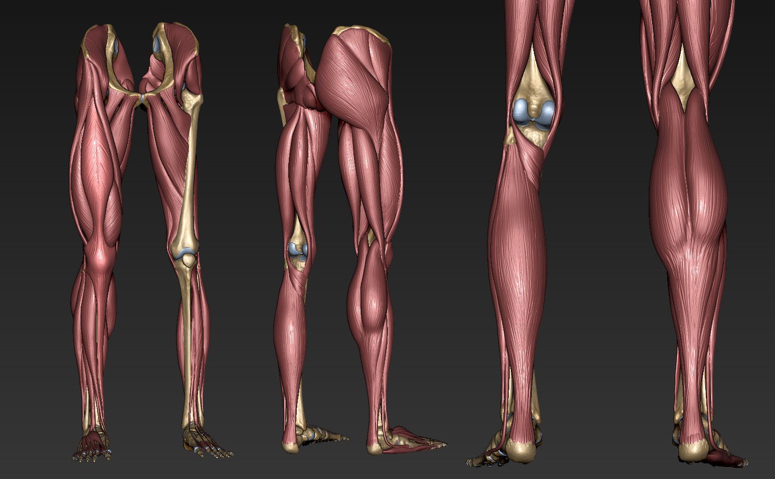 Legs mod. Мышцы нижней конечности 3д анатомия. Мышцы ног анатомия референс. Ноги референс анатомия анатомия. 3д атлас нижних конечностей мышцы.