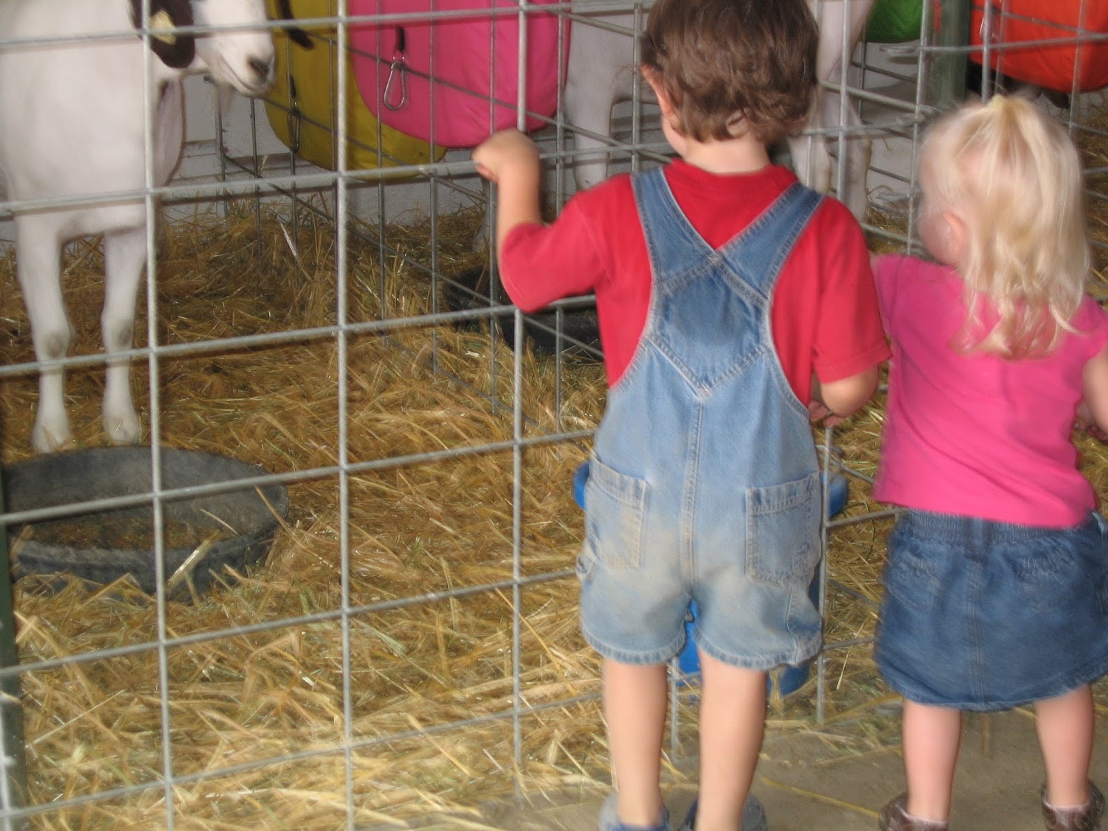 Urban Farm Girl Raising Kritters and Kids What Happens At The Farm