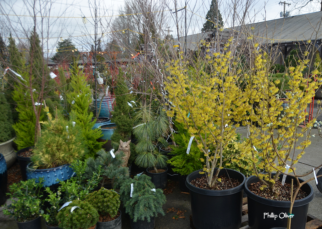 A quick look around Portland Nursery