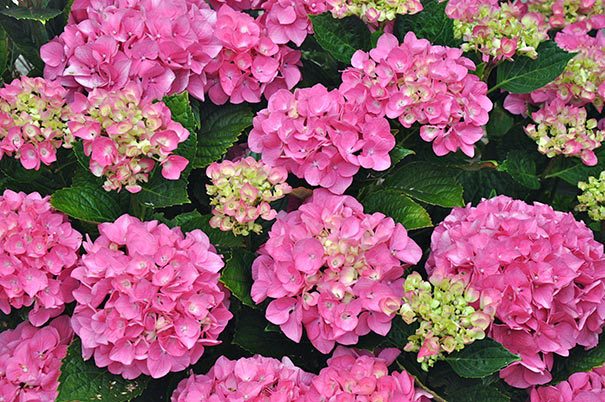 Hydrangea Kawakamii Care And Culture Travaldo S Blog