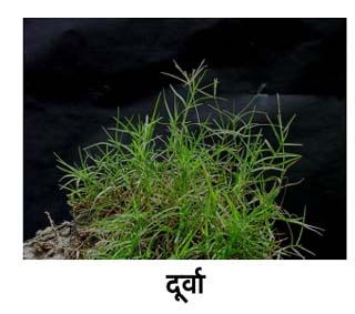 Story Kusha Grass Turning Blood Of Rishi Manakanaka Into Vegetable Juice Hindu Blog