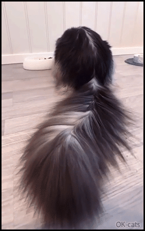 Amazing Cat GIF • Gorgeous Maine Coon cat with a huge fluffy tail: It's just incredible! Amazing Cat GIF • Gorgeous Maine Coon cat with a huge fluffy tail: It's just incredible!