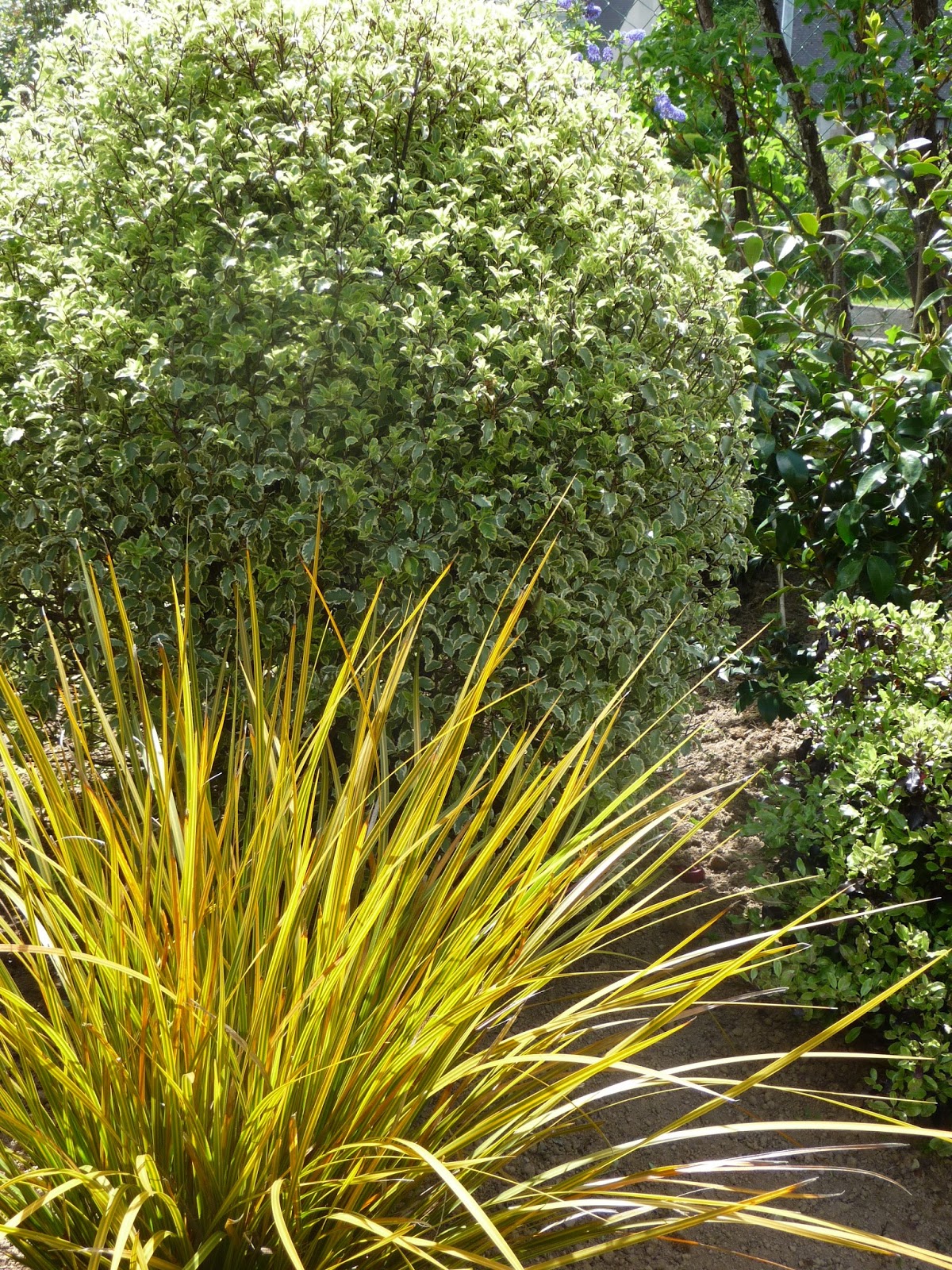 Knifofia Uvaria Les Jardins Botaniques De La Boirie