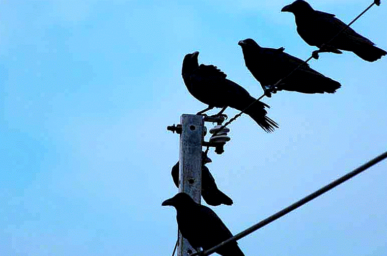 Ryukyu Life Animation Crow Convention
