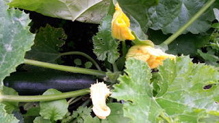 Courgette in garden.