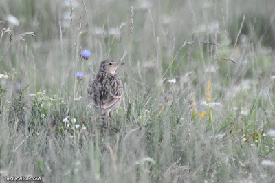 Alosa vulgar (Alauda arvensis)