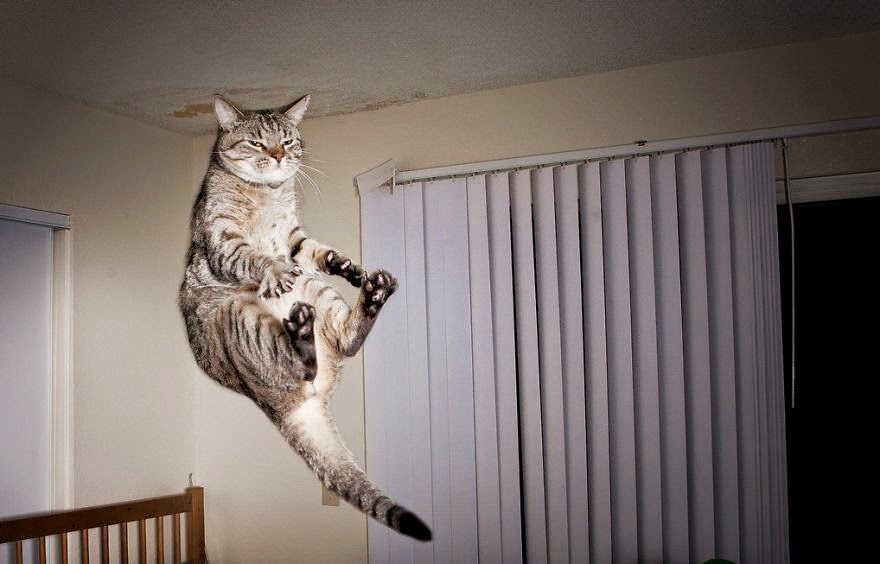 50 Funny Pictures of Cats Jumping free download wallpaper