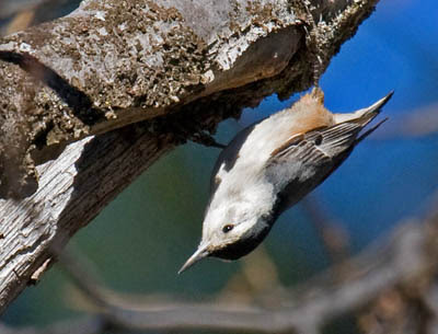 Photo of White-breasted Nuthatch crawling upside down on a tree