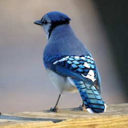 jay birds bird colors jersey different nj animal wikimedia bluejay rare breasted cuteness beauty native info