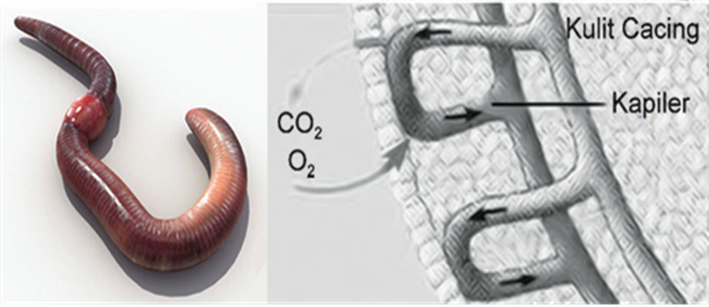 Spesifikasi sistem pernapasan dan pencernaan pada cacing