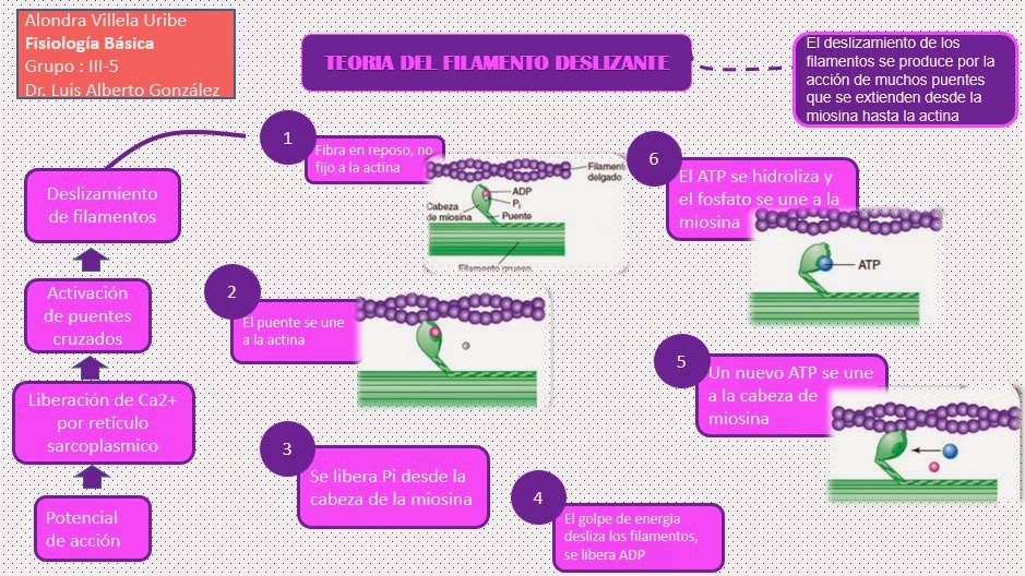 Fisiología Médica de Alondra Teoría del