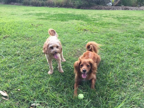 Flohsamenschalen Für Hunde Einweichen