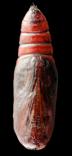 Pupa (public domain photo)