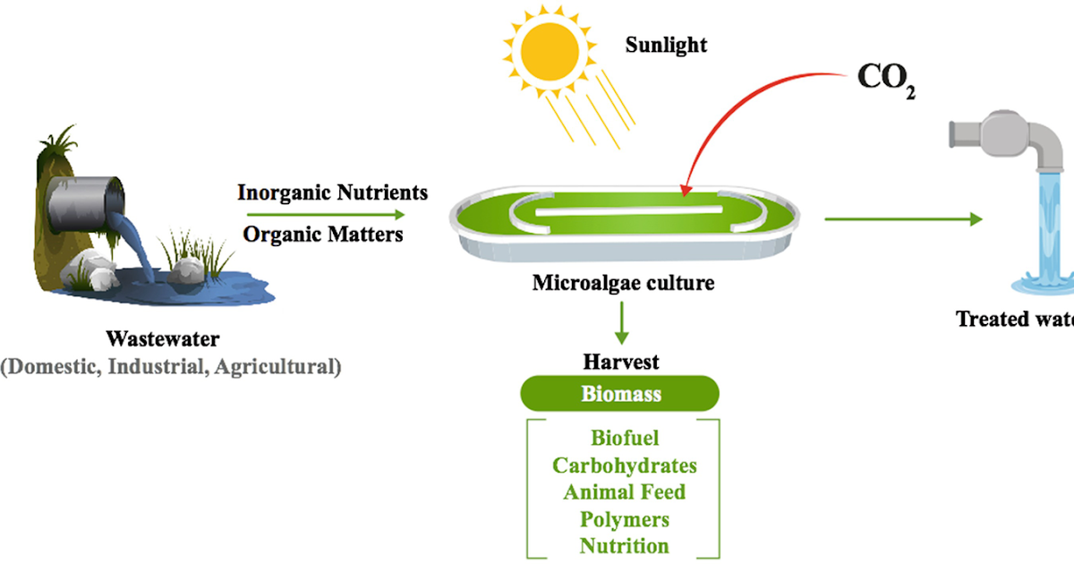 Microalgae and wastewater treatment