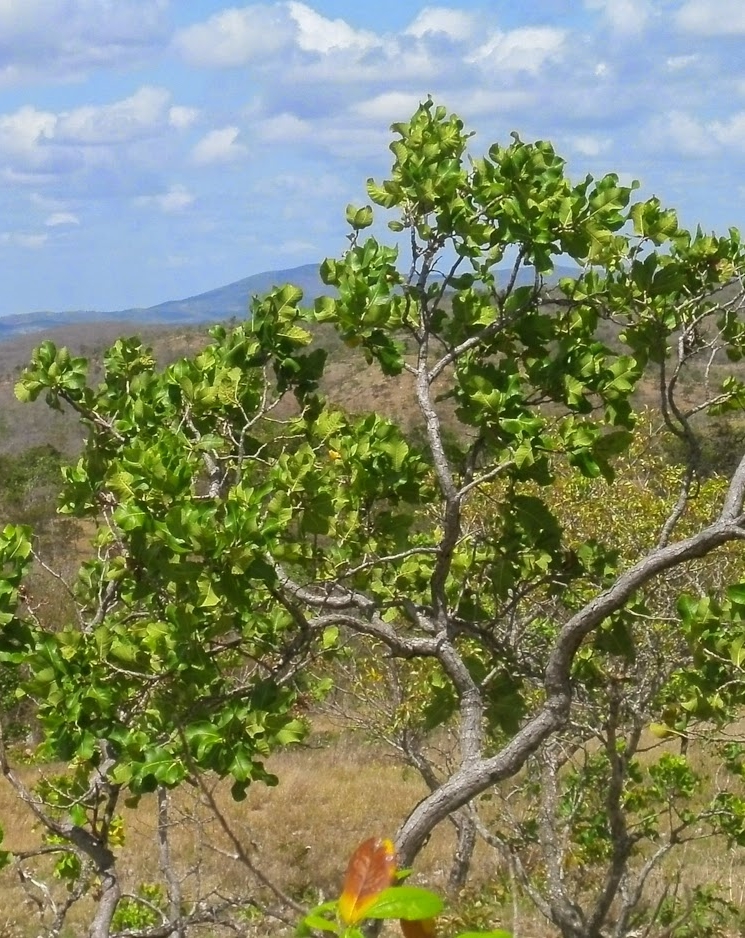 Guayana: Eje Sur Upata Santa Elena de Uairén: El chaparro soberano de ...
