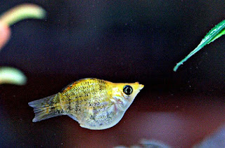 Ikan Molly Ikan Molly Untuk Aquarium Kecil