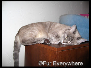 Lita Lita hanging out on the top of my desk.