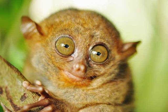 tarsiers-petit-singe