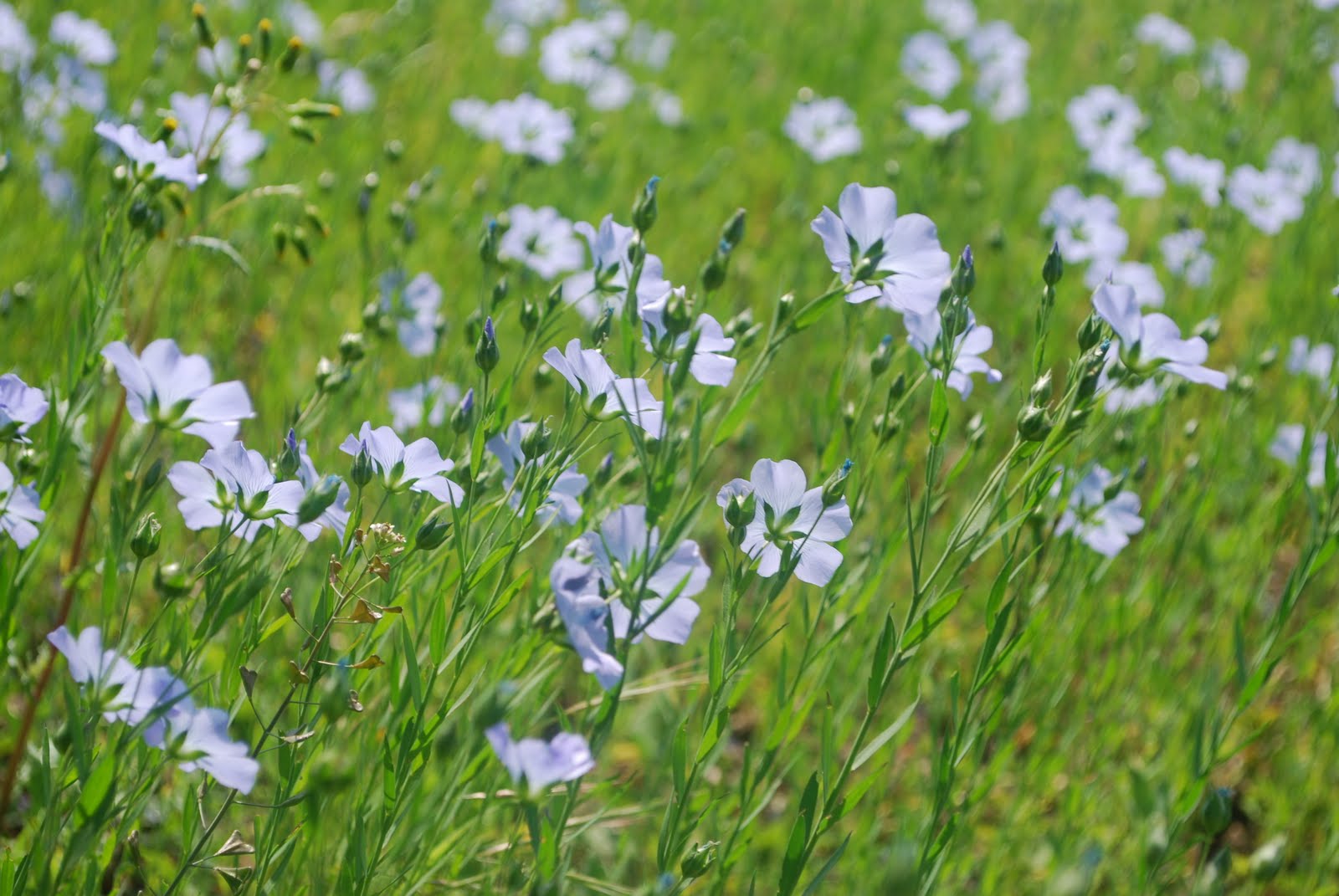 Contemplating Change Fields of Linseed