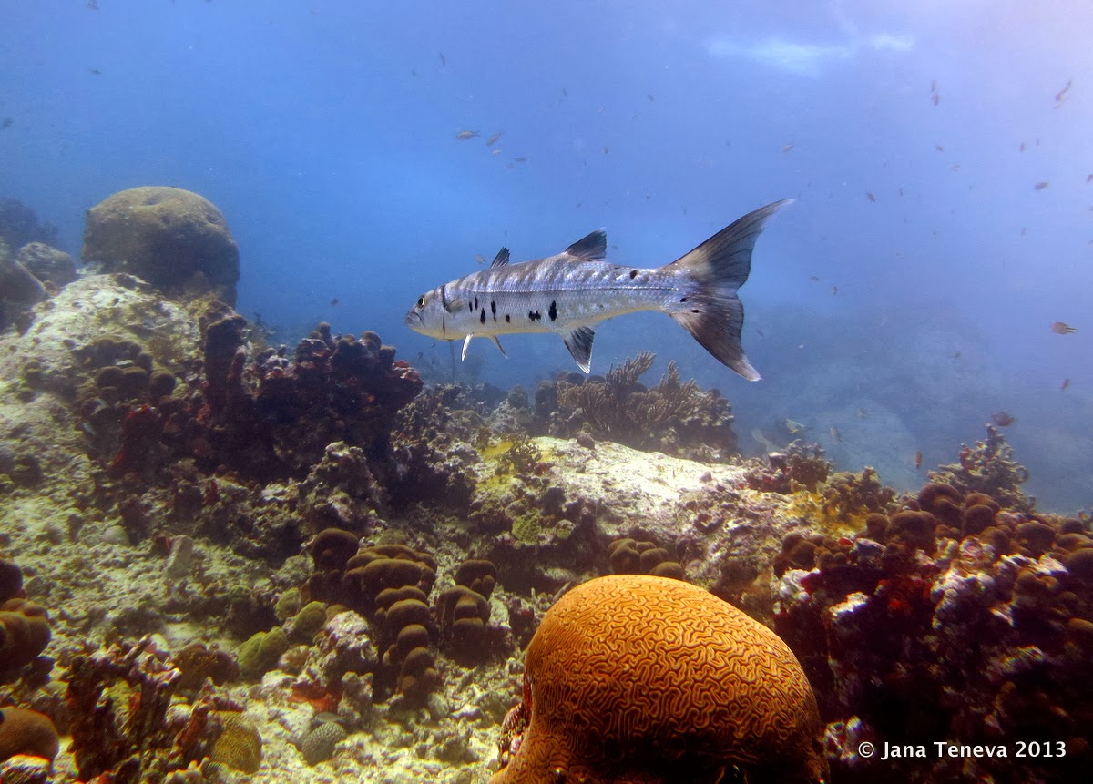 Barracuda & brain coral in les Saintes, Guadeloupe 