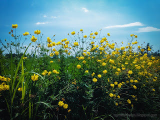 Natural Beauty Of Yellow Plant Flowers Blooming In The Clear Sky On A Sunny Day Ringdikit North Bali Indonesia