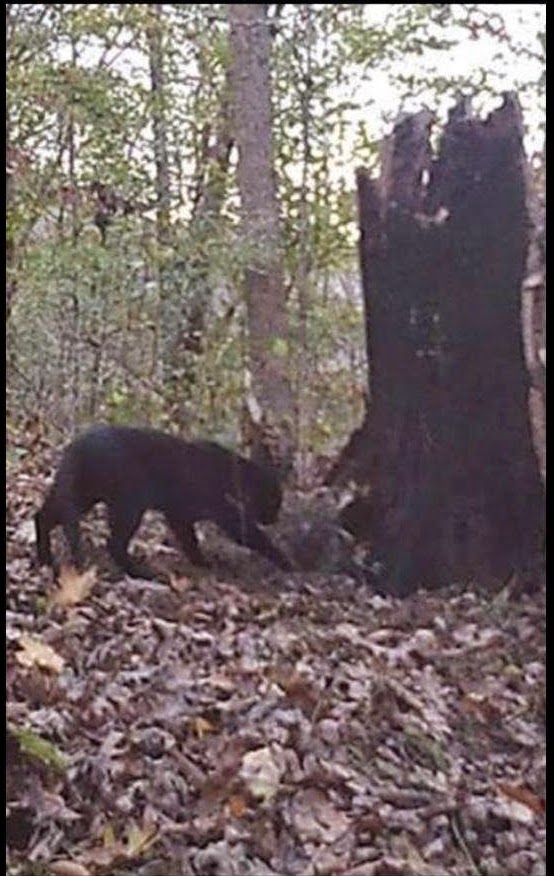 Proof of Big Cats in Southeastern Kentucky