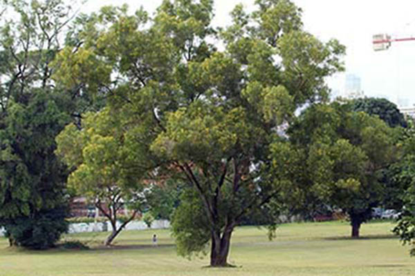 akasia-acacia-auriculiformis
