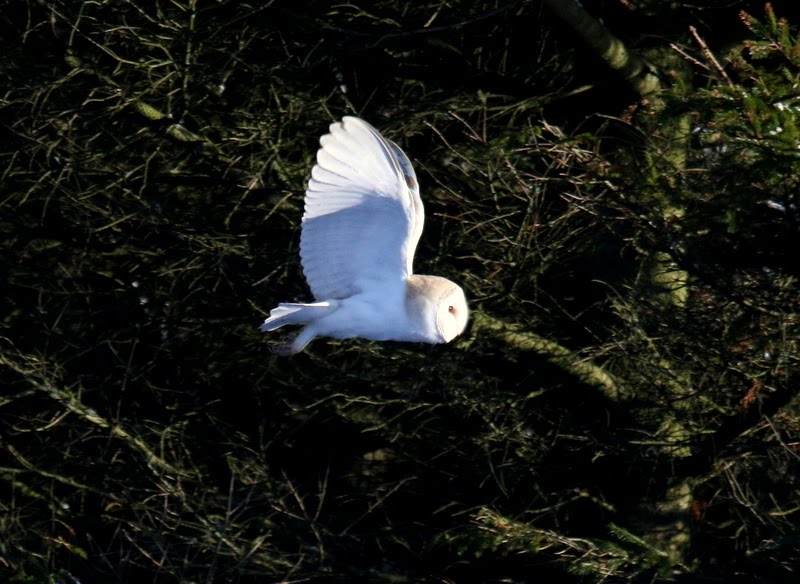 Local Barn Owl