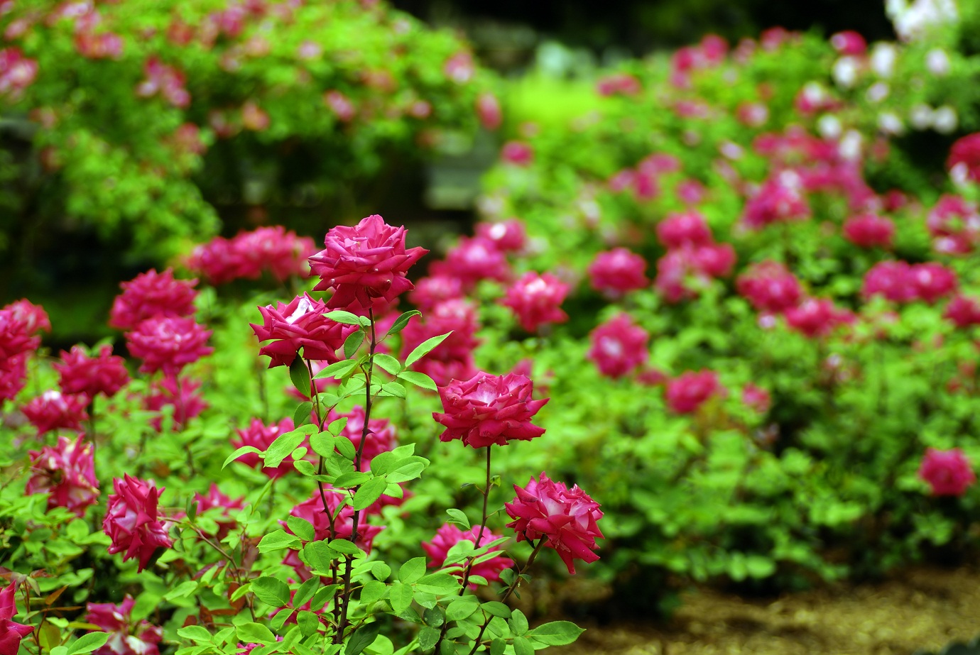 gulab ke phool kaise lagaen